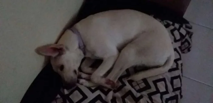Cachorro ra a Srd idade 1 ano nome Pipoquinha