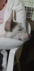Pipoquinha