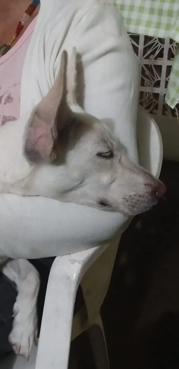 Cachorro ra a Srd idade 1 ano nome Pipoquinha