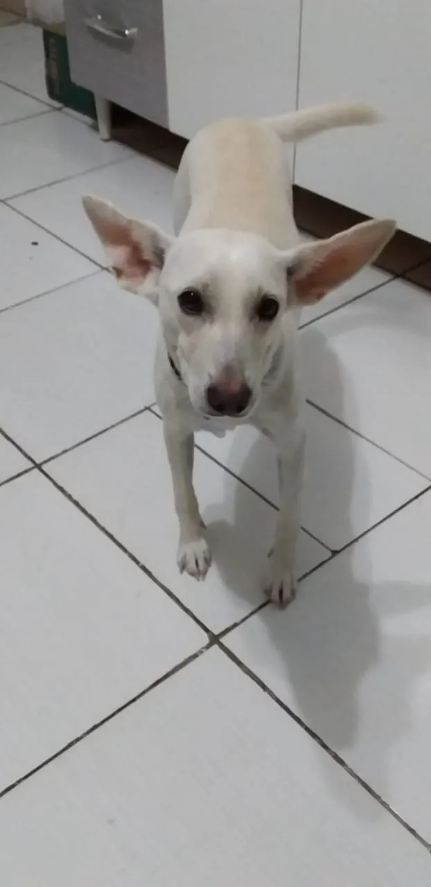 Cachorro ra a Srd idade 1 ano nome Pipoquinha