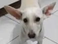 Pipoquinha