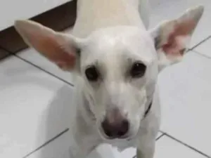 Cachorro raça Srd idade 1 ano nome Pipoquinha