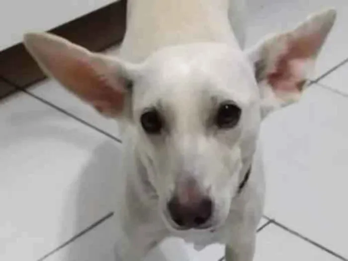 Cachorro ra a Srd idade 1 ano nome Pipoquinha