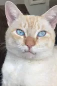Elvis 