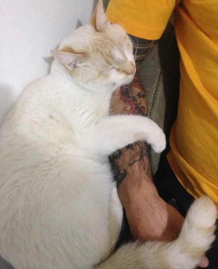 Gato ra a Srd idade 2 anos nome Snow