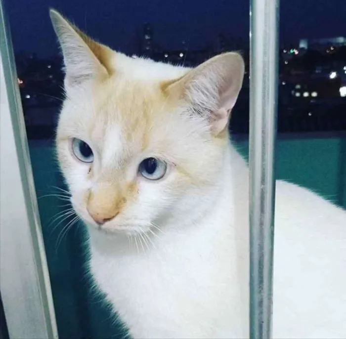 Gato ra a Srd idade 2 anos nome Snow