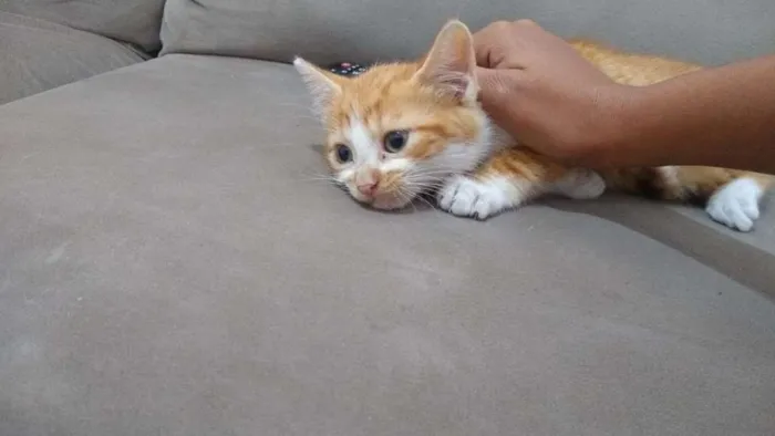 Gato ra a SRD idade Abaixo de 2 meses nome Filhotinho sem nome 