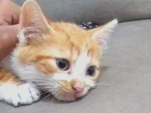 Gato raça SRD idade Abaixo de 2 meses nome Filhotinho sem nome 