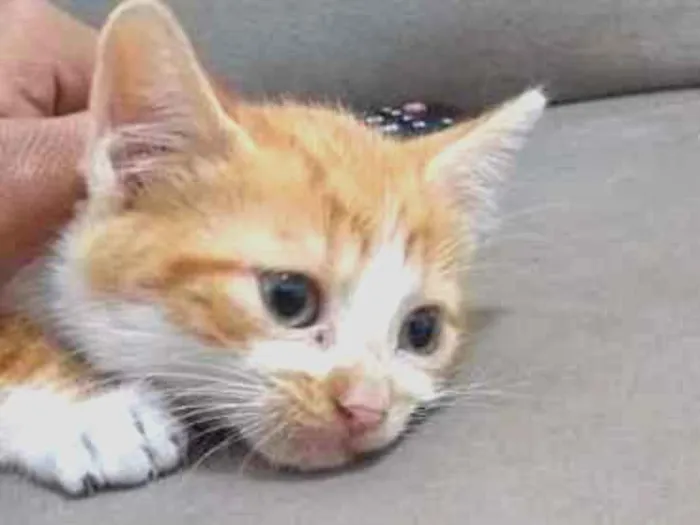 Gato ra a SRD idade Abaixo de 2 meses nome Filhotinho sem nome 