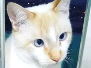 Gato raça Srd idade 2 anos nome Snow