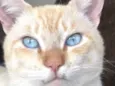 Elvis 
