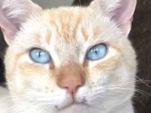 Gato raça SRD  idade 2 anos nome Elvis 
