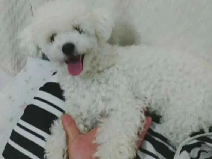 Cachorro ra a Poodle idade 1 ano nome Lory Santiago Olivei