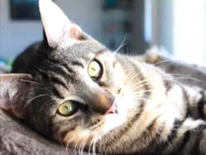 Gato raça SRD  idade 2 a 6 meses nome Teo 