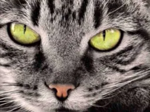 Gato raça SRD  idade 2 a 6 meses nome Theo 