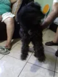 Belinha 