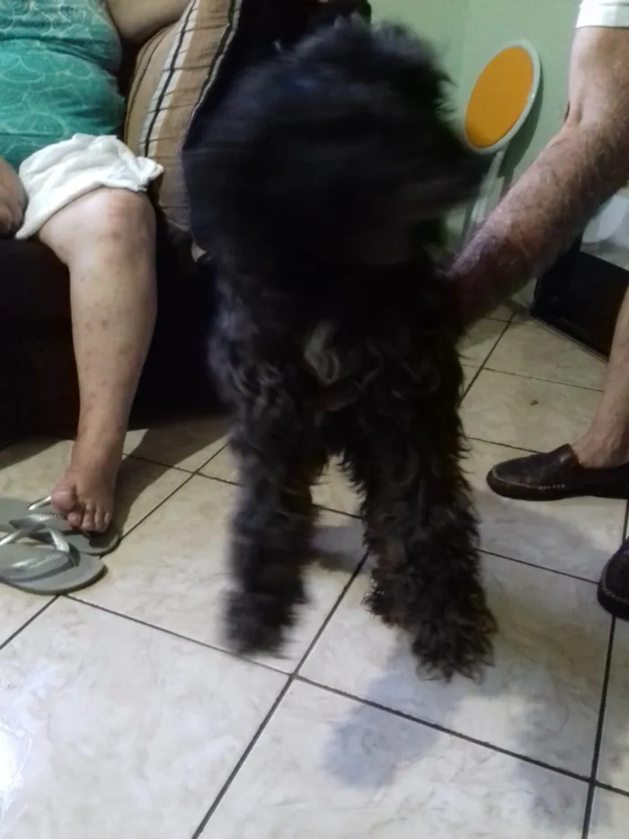 Cachorro ra a Poodle idade 3 anos nome Belinha 