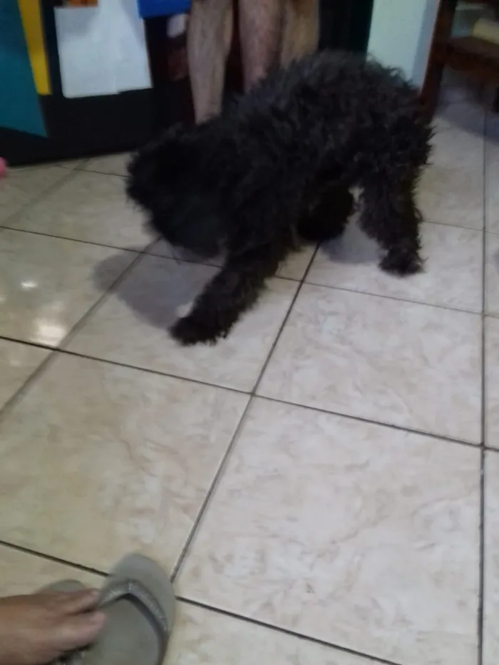 Cachorro ra a Poodle idade 3 anos nome Belinha 