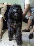 Belinha 