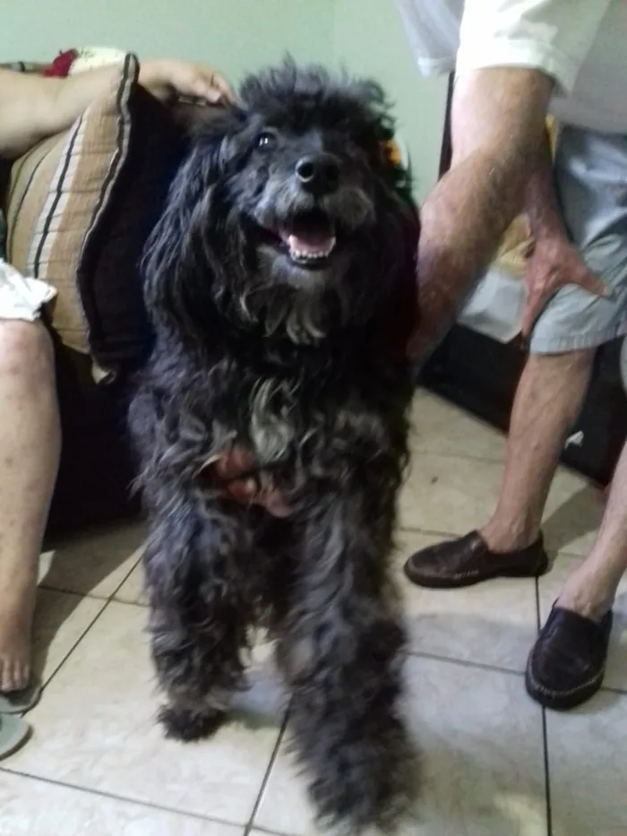 Cachorro ra a Poodle idade 3 anos nome Belinha 