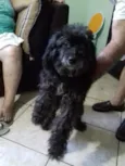 Belinha 