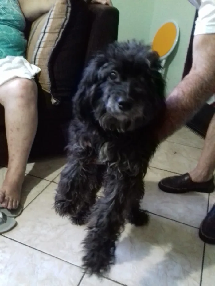 Cachorro ra a Poodle idade 3 anos nome Belinha 