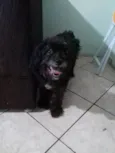 Belinha 