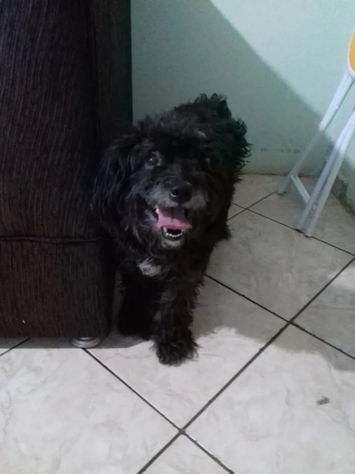 Cachorro ra a Poodle idade 3 anos nome Belinha 