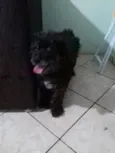 Belinha 