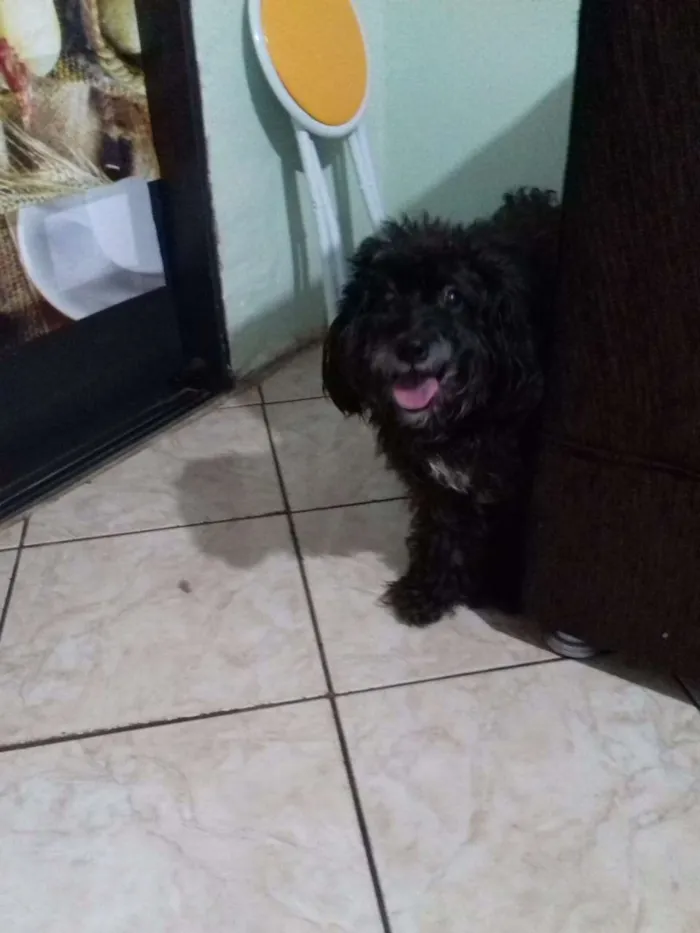 Cachorro ra a Poodle idade 3 anos nome Belinha 