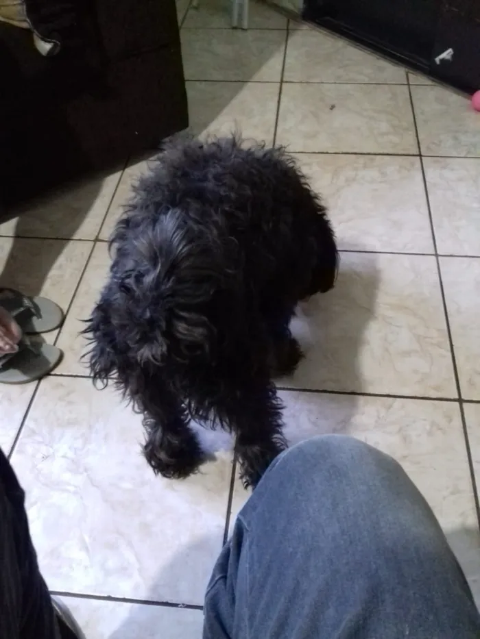 Cachorro ra a Poodle idade 3 anos nome Belinha 