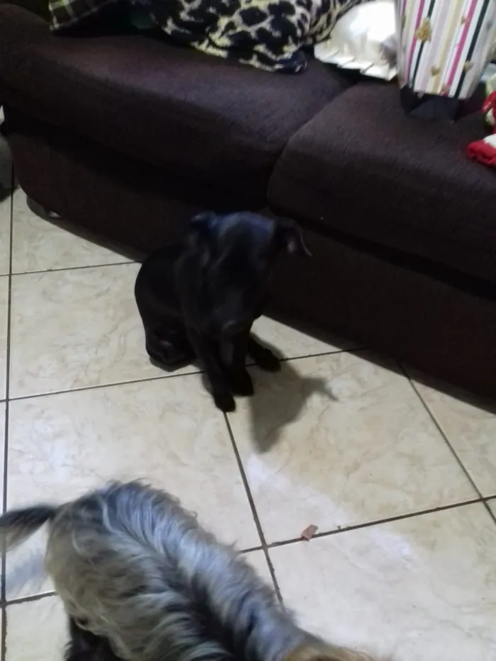 Cachorro ra a Vira lata idade 1 ano nome Neguinha
