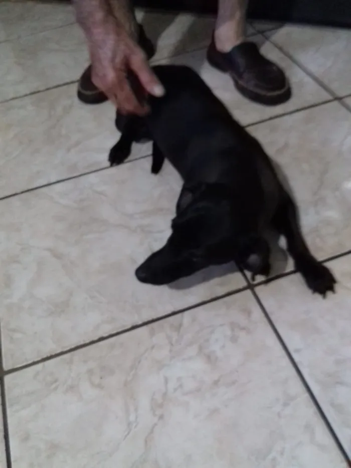 Cachorro ra a Vira lata idade 1 ano nome Neguinha