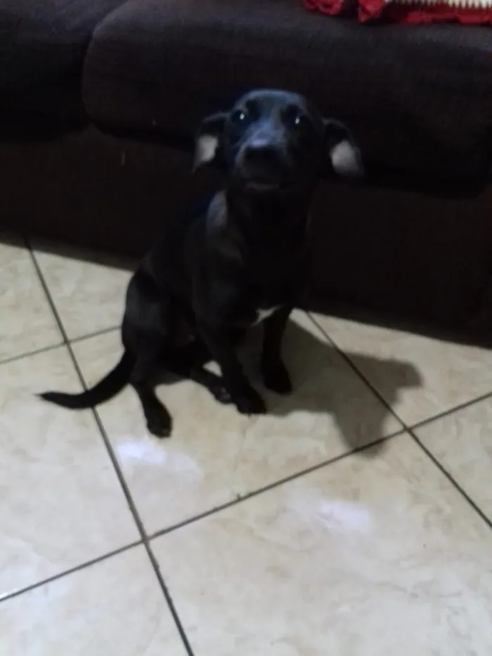 Cachorro ra a Vira lata idade 1 ano nome Neguinha