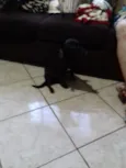 Neguinha