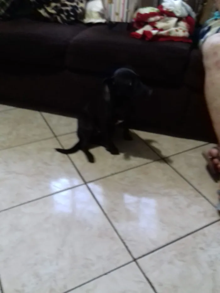 Cachorro ra a Vira lata idade 1 ano nome Neguinha