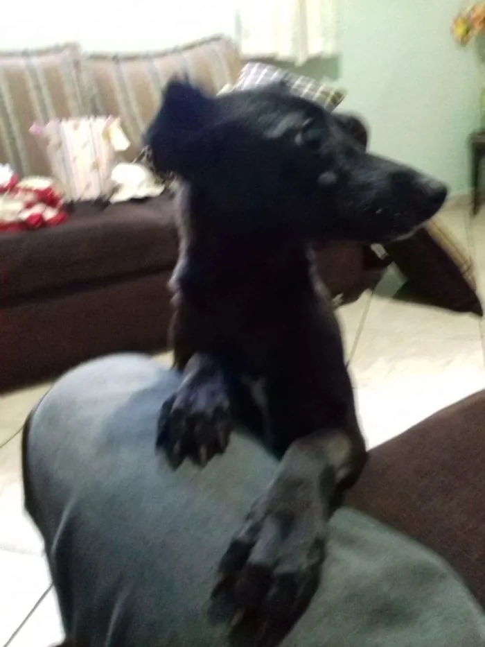 Cachorro ra a Vira lata idade 1 ano nome Neguinha