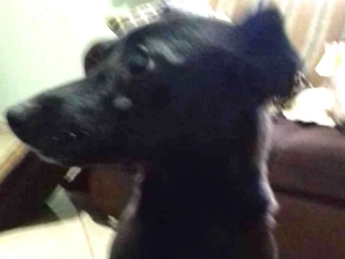 Cachorro ra a Vira lata idade 1 ano nome Neguinha