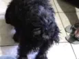 Belinha 