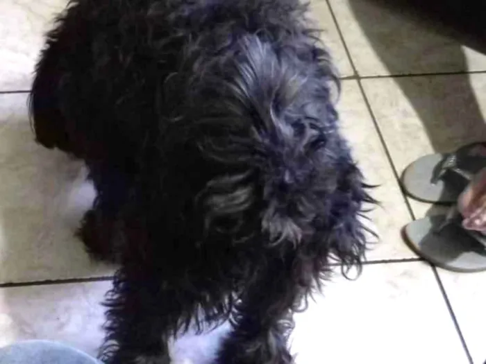 Cachorro ra a Poodle idade 3 anos nome Belinha 