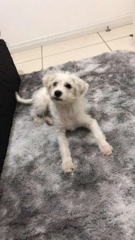 Cachorro ra a SRD idade 2 a 6 meses nome Pietra