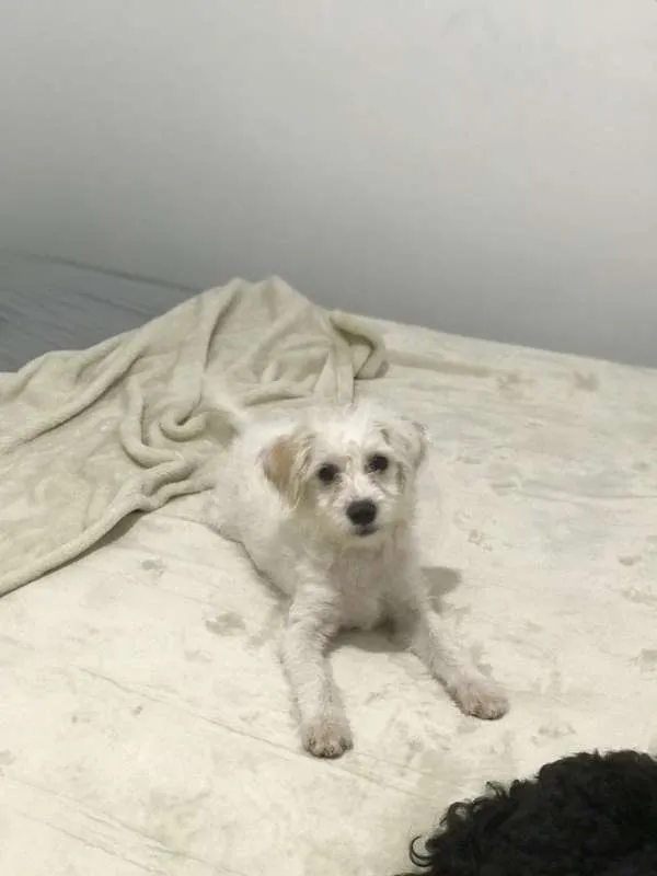Cachorro ra a SRD idade 2 a 6 meses nome Pietra