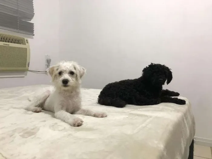 Cachorro ra a SRD idade 2 a 6 meses nome Pietra