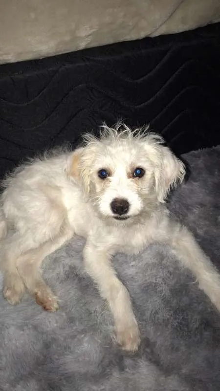 Cachorro ra a SRD idade 2 a 6 meses nome Pietra