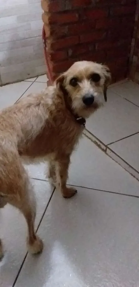 Cachorro ra a Não sei  idade 2 anos nome Bella