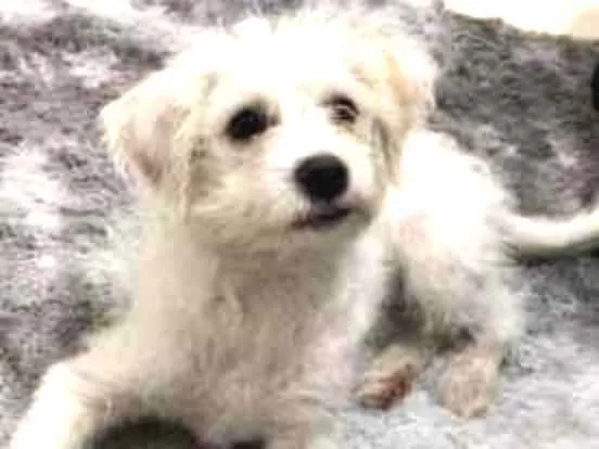 Cachorro ra a SRD idade 2 a 6 meses nome Pietra