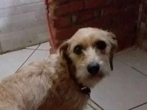 Cachorro ra a Não sei  idade 2 anos nome Bella