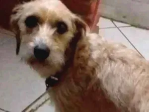 Cachorro raça Não sei  idade 2 anos nome Bella