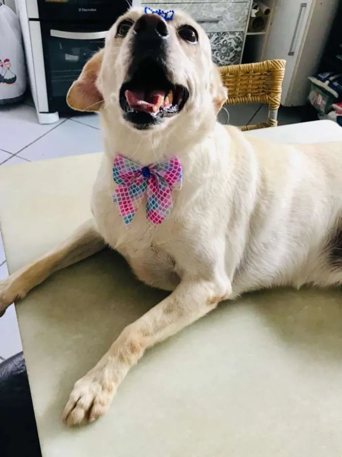 Cachorro ra a Vira Lata idade 6 ou mais anos nome Meg