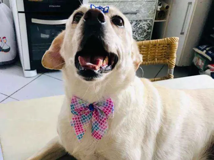 Cachorro ra a Vira Lata idade 6 ou mais anos nome Meg